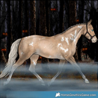 Horse Color:White Spotted Liver Chestnut Snowdrop Rabicano