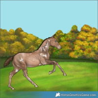 Horse Color:White Spotted Liver Chestnut Snowdrop Rabicano 