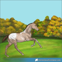Horse Color:Bay Pearl Dun Tobiano Appaloosa Rabicano