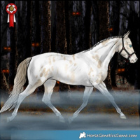 Horse Color:White Spotted Bay Snowdrop Tobiano Near Leopard Rabicano 