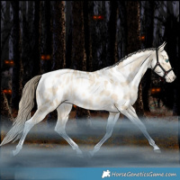 Horse Color:Grullo Snowdrop Tobiano Near Leopard Rabicano 