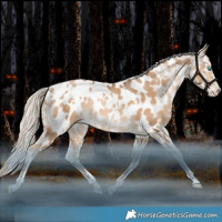 Horse Color:White Spotted Liver Chestnut Snowdrop Near Leopard Rabicano 