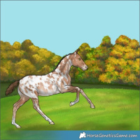 Horse Color:White Spotted Liver Chestnut Pearl Appaloosa Rabicano