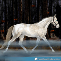 Horse Color:Brown Snowdrop Tobiano Appaloosa Rabicano 