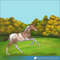 Horse Color:Brown Pearl Tobiano Appaloosa Rabicano 