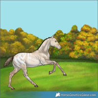 Horse Color:White Spotted Liver Red Dun Pearl Appaloosa Rabicano 