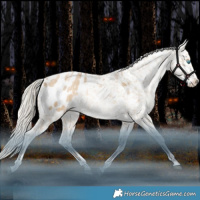 Horse Color:White Spotted Liver Red Dun Snowdrop Appaloosa Rabicano