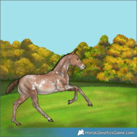 Horse Color:White Spotted Bay Pearl Rabicano