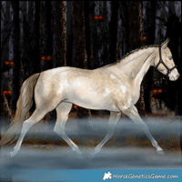 Horse Color:White Spotted Bay Snowdrop Rabicano
