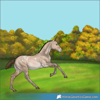 Horse Color:White Spotted Bay Pearl Dun Rabicano
