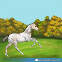 Horse Color:White Spotted Bay Pearl Dun Tobiano Rabicano 