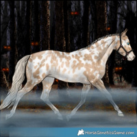 Horse Color:White Spotted Liver Chestnut Snowdrop Near Leopard Rabicano