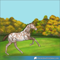 Horse Color:White Spotted Liver Chestnut Pearl Appaloosa Rabicano 