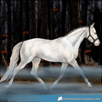 Horse Color:White Spotted Liver Red Dun Snowdrop Varnish Rabicano 
