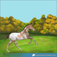 Horse Color:White Spotted Liver Chestnut Pearl Appaloosa Rabicano