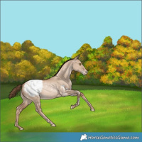 Horse Color:White Spotted Liver Red Dun Pearl Appaloosa Rabicano