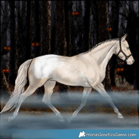 Horse Color:White Spotted Liver Red Dun Snowdrop Snowcap Rabicano 