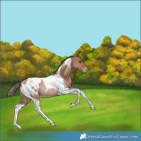 Horse Color:Black Pearl Tobiano Appaloosa Rabicano 