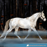 Horse Color:Black Snowdrop Pearl Tobiano Appaloosa Rabicano 