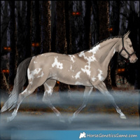 Horse Color:White Spotted Liver Red Dun Rabicano 