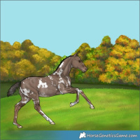 Horse Color:White Spotted Liver Red Dun Rabicano