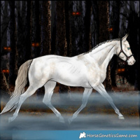 Horse Color:White Spotted Grullo Snowdrop Tobiano Snowflake Varnish Rabicano 