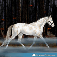 Horse Color:Brown Snowdrop Dun Tobiano Near Leopard Rabicano 