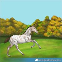 Horse Color:Brown Pearl Dun Tobiano Appaloosa Rabicano 