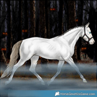 Horse Color:White Spotted Bay Snowdrop Dun Tobiano Near Fewspot Rabicano 