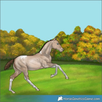 Horse Color:Bay Pearl Dun Tobiano Rabicano 
