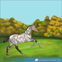 Horse Color:White Spotted Bay Dun Tobiano Appaloosa Rabicano