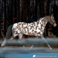 Horse Color:White Spotted Bay Dun Tobiano Appaloosa Rabicano
