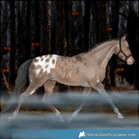 Horse Color:White Spotted Liver Red Dun Tobiano Blanket Rabicano 
