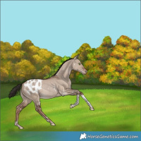Horse Color:White Spotted Liver Red Dun Tobiano Appaloosa Rabicano