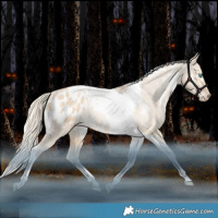 Horse Color:White Spotted Liver Red Dun Snowdrop Pearl Tobiano Blanket Rabicano 
