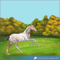 Horse Color:White Spotted Liver Red Dun Pearl Tobiano Appaloosa Rabicano 