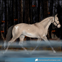 Horse Color:White Spotted Liver Red Dun Rabicano 