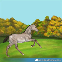 Horse Color:White Spotted Liver Red Dun Rabicano 