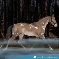 Horse Color:White Spotted Liver Red Dun Rabicano 