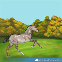 Horse Color:White Spotted Liver Red Dun Rabicano 