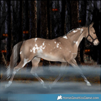 Horse Color:White Spotted Liver Red Dun Rabicano 