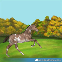Horse Color:White Spotted Liver Red Dun Rabicano
