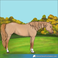 Horse Color:Red Dun 