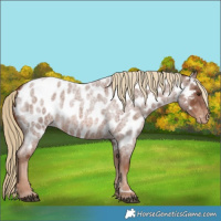 Horse Color:Red Roan Appaloosa 