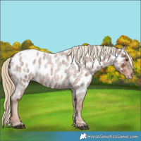 Horse Color:Red Roan Near Leopard 