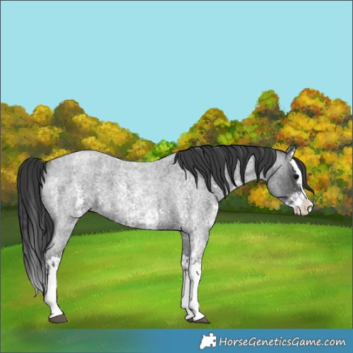 Horse Color:Blue Roan Sabino Splash  and Blue Roan Sabino Splash 
