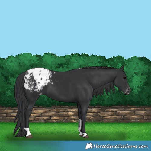 Horse Color:Black Tobiano Appaloosa