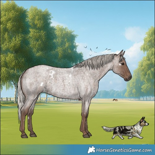 Horse Color:White Spotted Silver Blue Roan 