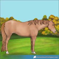 Horse Color:Gold Champagne 