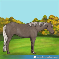 Horse Color:Silver Black Rabicano 